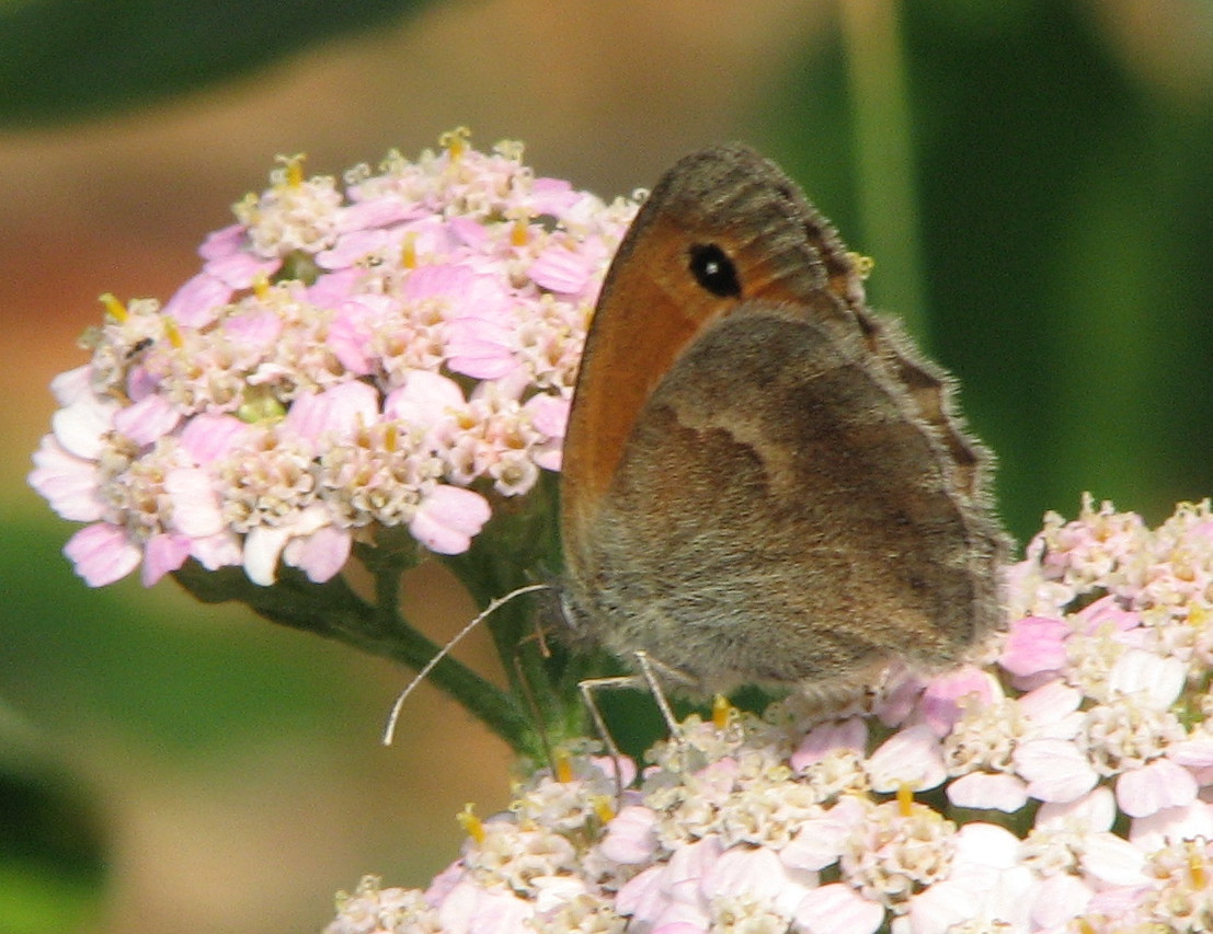 Coenonympha pamphilus